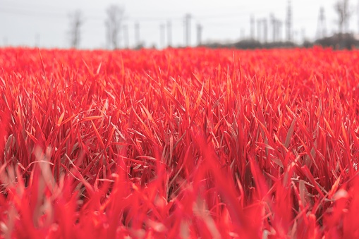 A high-angle shot of a field of red-hued grass set against a stunning blue sky backdrop