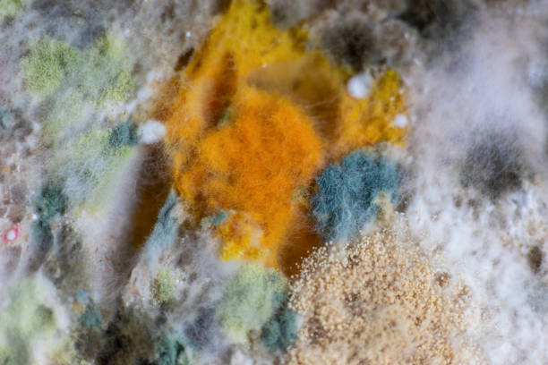 Mold In Baking 5,700+ Baking Science Stock Photos, Pictures & Royalty-Free Images - iStock