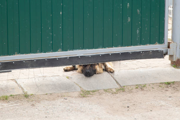 istock A dog, a German shepherd, behind a fence. 1499527005