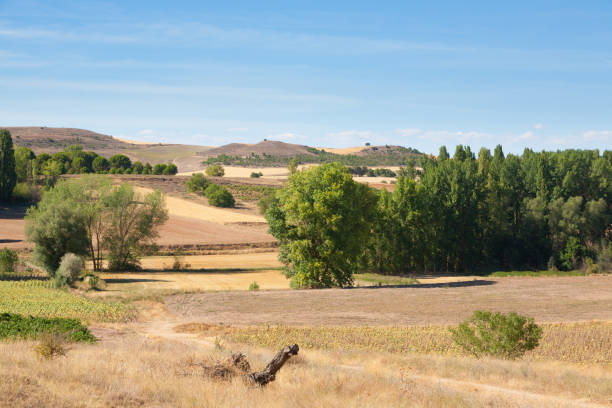 istock Vineyards landscape from Duero viticulture area, Spain 1499528101