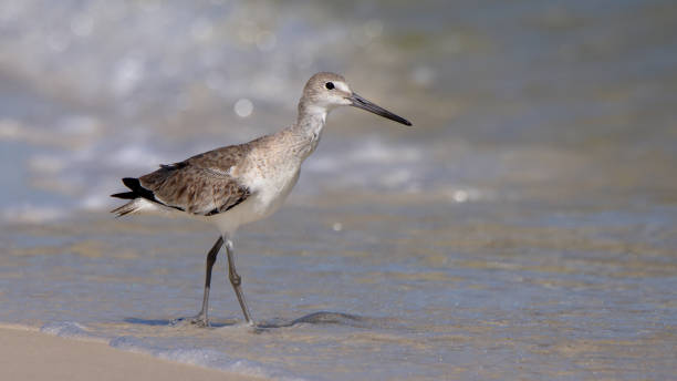 istock One Willet walking along a quiet beach with surf in the background 1499530015