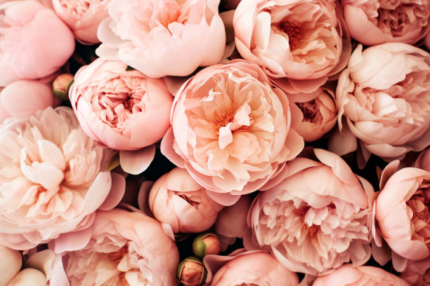 istock Pastel pink peony flowers background. Flowers pattern texture 1499530207