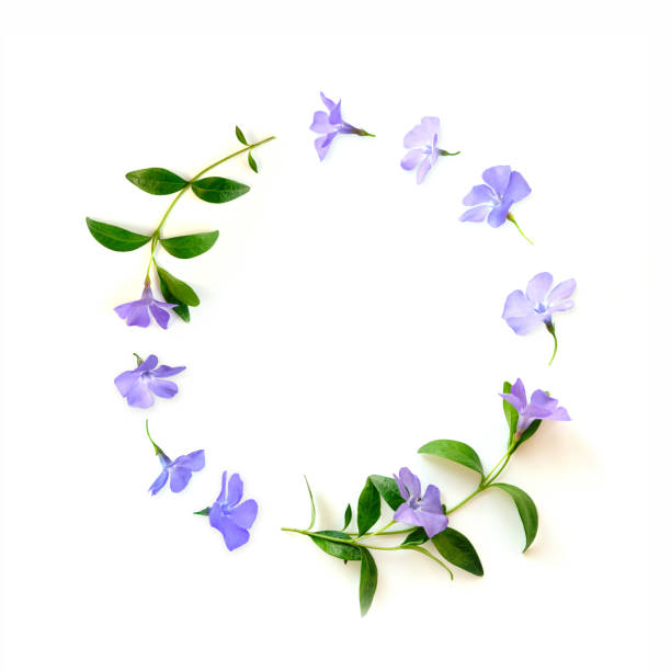istock frame from blue flower buds, branches and leaves isolated on white background 1499530211