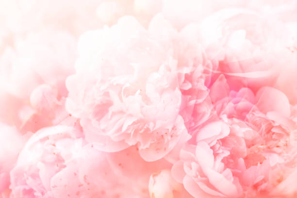 istock Blur pastel pink peony flowers background 1499530212