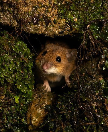 A wood mouse (Apodemus sylvaticus) hidden in a hole