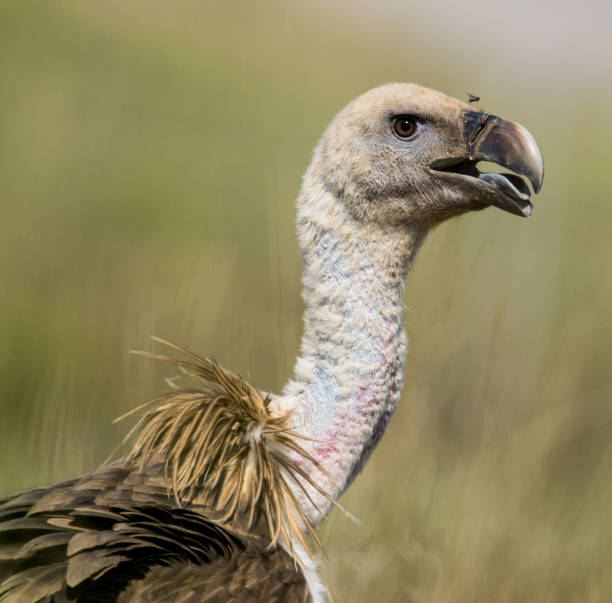 A little fly flying on the eurasian griffon vulture's bill. In Catalonia
