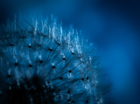 Abstract close-up of the delicate little seeds of a dandelion