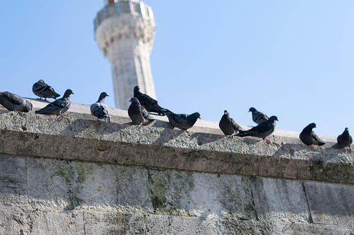 Pigeons above the building wall and the mosque minaret in the background