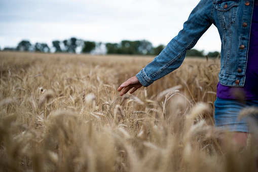 Woman walking through a golden wheat field stroking the rippening ears of a cereal plant in a conceptual image of sustainability.