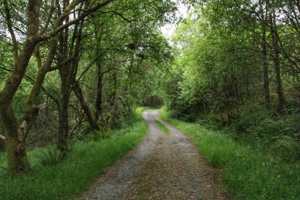 glen trool dumfries y galloway - glen trool fotografías e imágenes de stock