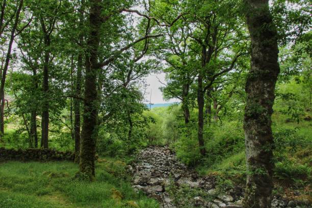 glen trool dumfries y galloway - glen trool fotografías e imágenes de stock