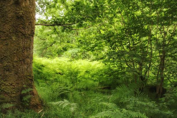istock Glen Trool Dumfries and Galloway 1499539224