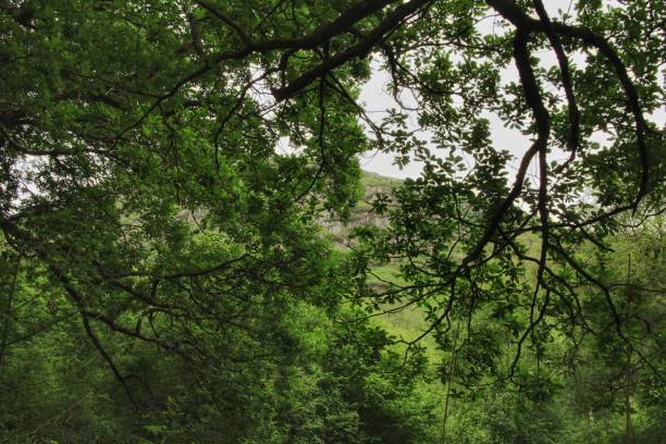 glen trool dumfries y galloway - glen trool fotografías e imágenes de stock