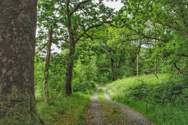 glen trool dumfries y galloway - glen trool fotografías e imágenes de stock