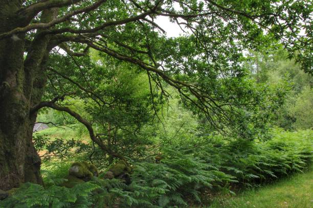 glen trool dumfries y galloway - glen trool fotografías e imágenes de stock