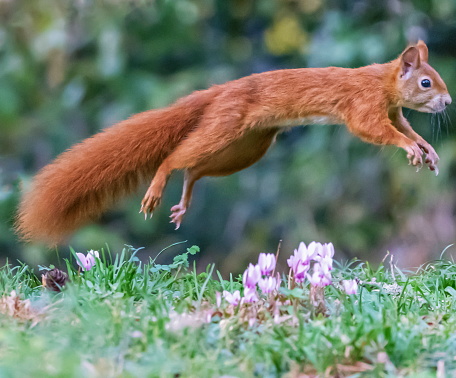 Red squirrel, sciurus vulgaris jumping on the grass by day