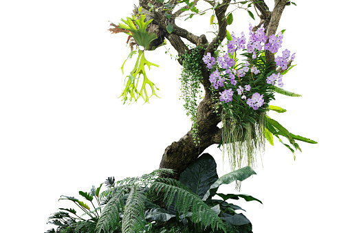 Tropical plants bush with tropical rainforest tree with epiphytes creeper plants Staghorn fern, Bird's nest fern, hanging Dischidia succulent plant and purple Vanda orchid flowers on white background, clipping path included.
