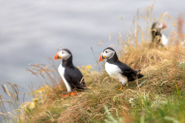 istock Puffin on Staffa Island Scotland 1499544875