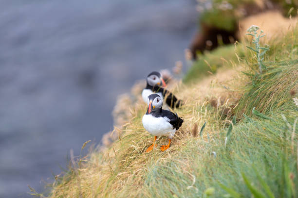 istock Puffin on Staffa Island Scotland 1499544930