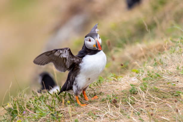 istock Puffin on Staffa Island Scotland 1499545189