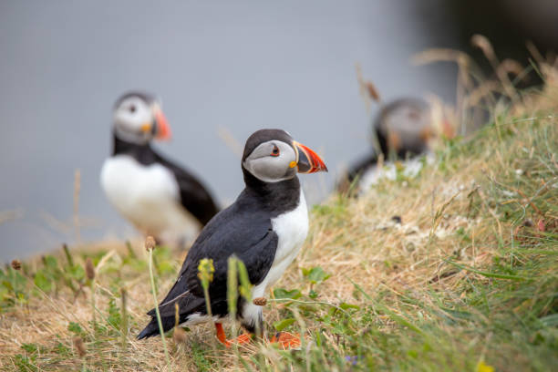 istock Puffin on Staffa Island Scotland 1499545297