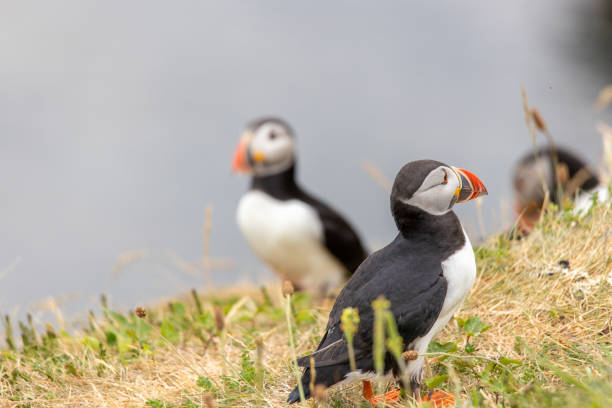 istock Puffin on Staffa Island Scotland 1499545327