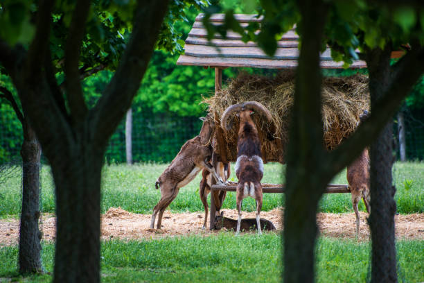 istock Animals, deers and mouflons eat in a national park. 1499545452