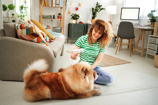 Woman brushing and grooming her Chow dog on the floor at home