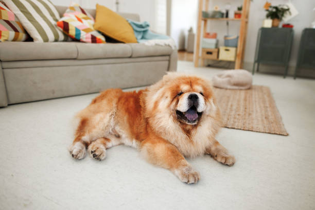 chow-chow-hund liegt auf dem boden in einer gemütlichen wohnung - chow stock-fotos und bilder