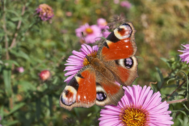 istock The butterfly Peacock eye collects nectar from flowers. 1499547366