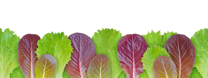 Lettuce salad green and purple leaves seamless horizontal border pattern isolated on white. Lactuca sativa leaf vegetable.