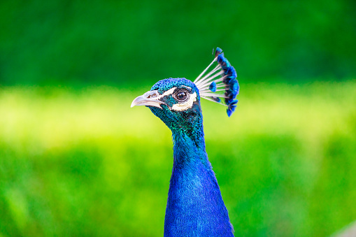 Peacock with its beautiful colours spreading its feathers