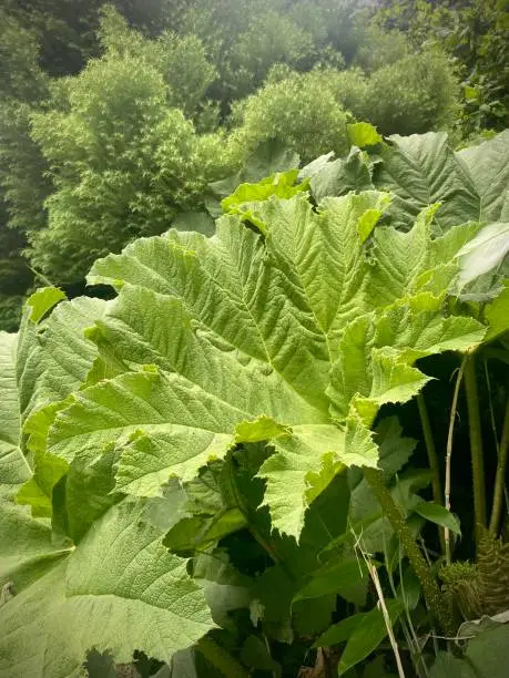 Gunnera manicata, giant rhubarb. Large prehistoric looking plant. Huge spiked leaves and stem. Close up.