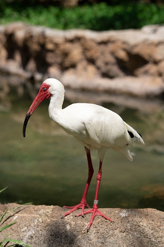 A majestic Ibis bird stands tall atop a large rock formation near a tranquil body of water