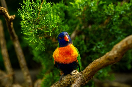 A vibrant Loriini bird perched on the branch of a pine tree against a natural backdrop