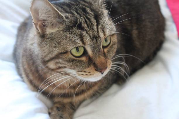 istock A cat lying in bed at home 1499549541
