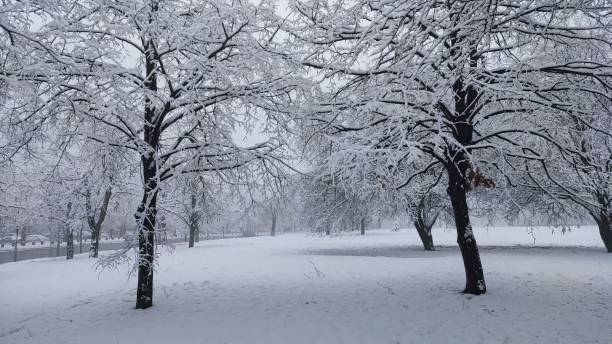 istock several snow covered trees and a bench in a park with snow 1499550824