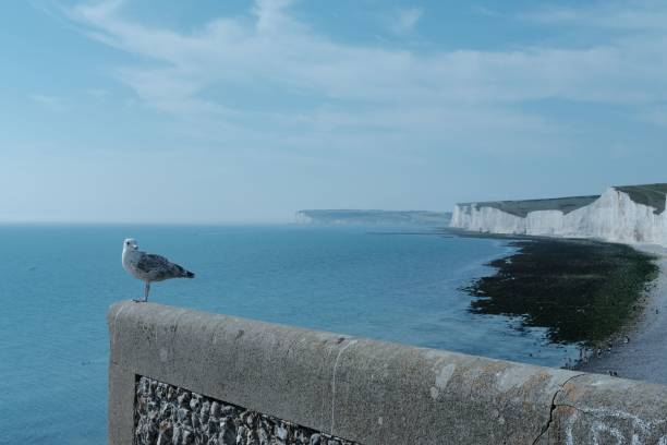 istock Seagull perched atop the iconic White Cliffs of Britain in the UK 1499550832