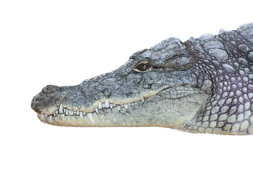 Big crocodile close up