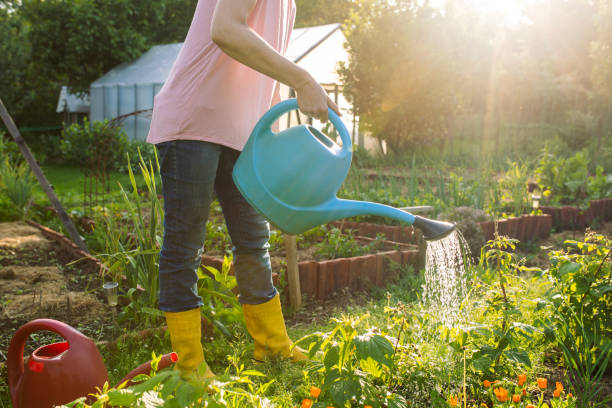 istock Woman working on organic farm 1499551192