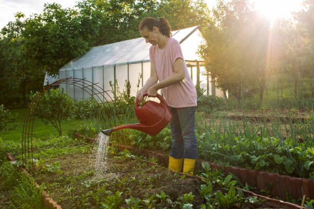 istock Woman working on organic farm 1499551314
