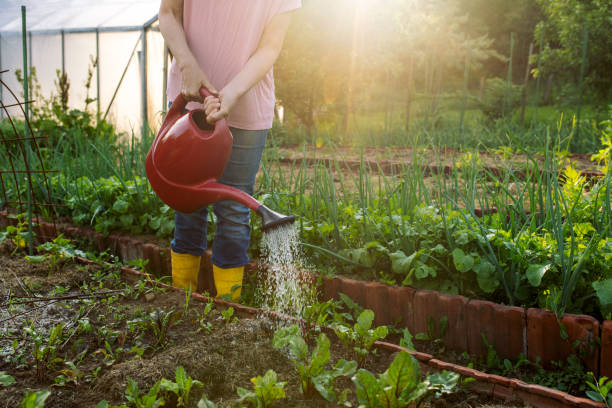 istock Woman working on organic farm 1499551491