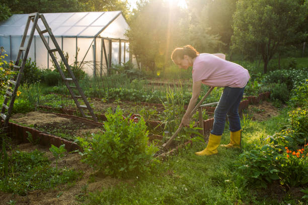 istock Woman working on organic farm 1499552853