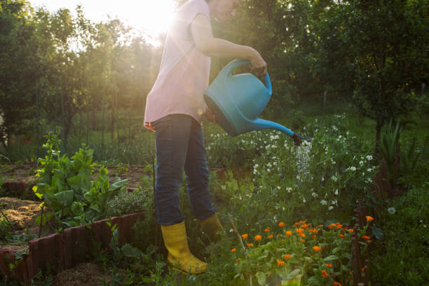 istock Woman working on organic farm 1499552943