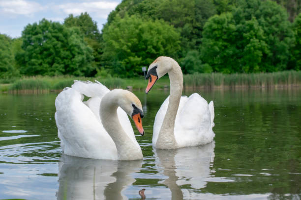 istock white swans on a pond on a clear day 1499553266