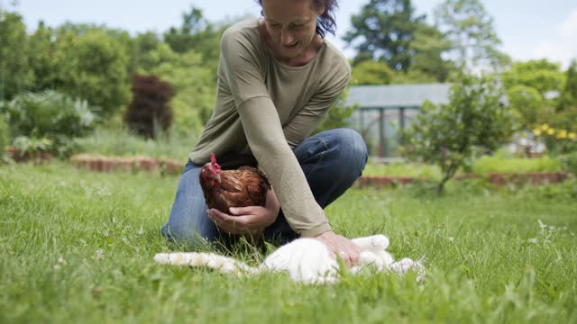 Woman is playing with cat and chicken on the farm