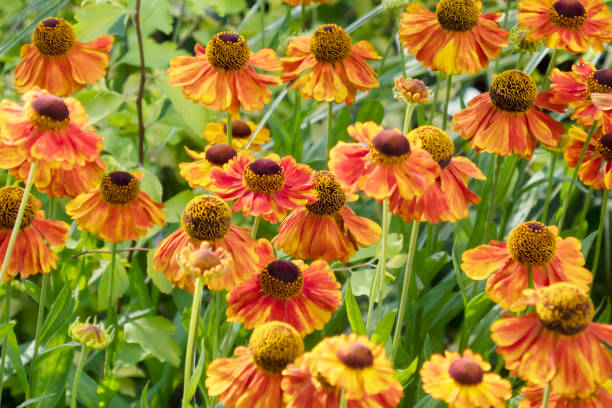 Helenium Sahins Early Flowerer. Helenium with a beautiful gradation of orange and yellow. Helenium ‘Sahin’s Early Flowerer’. sneezeweed stock pictures, royalty-free photos & images