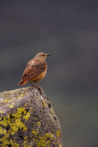 istock Female Red Rock Thrush- Monticola Saxatilis 1499559456