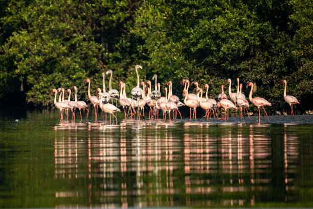 istock flamingo birds in thane creek mangroves 1499561361