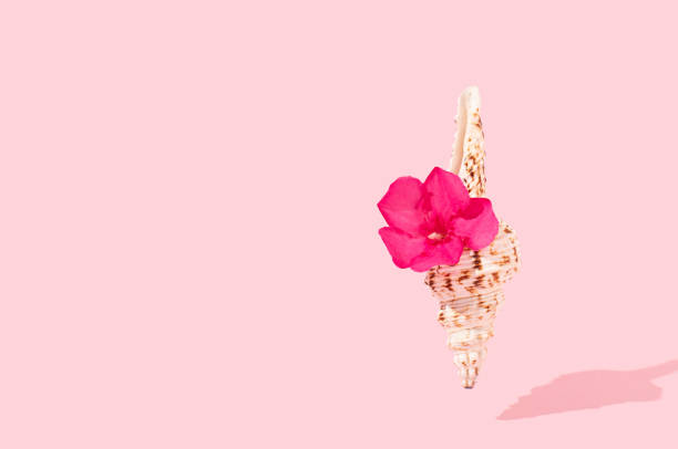 Withered flower placed on seashell. Natural beauty and simple still life.
